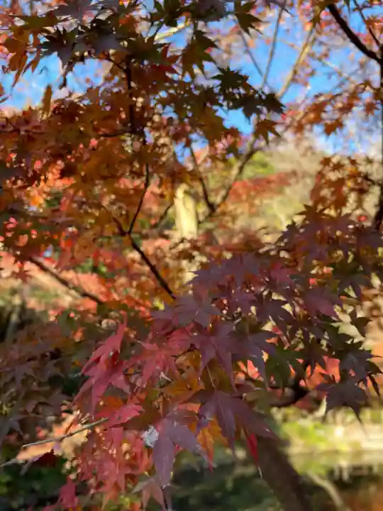 鶴岡八幡宮の自然