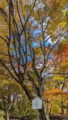 十輪寺(京都府)