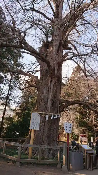水戸八幡宮の自然