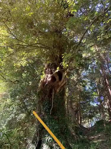 薬師如来の自然