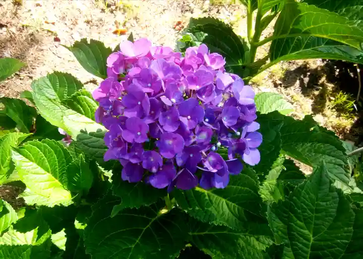空知神社の自然