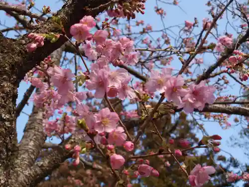 楽法寺（雨引観音）の自然