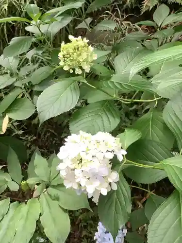 尾州内津妙見寺の自然