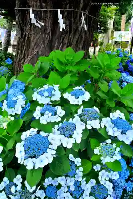 磐井神社(東京都)