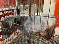 神田神社(神田明神)の動物