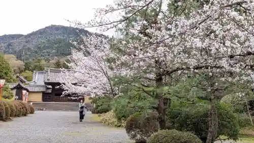 隨心院（随心院）(京都府)