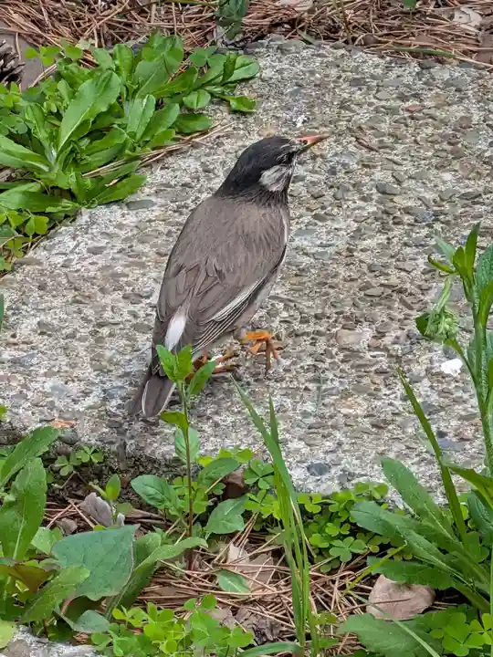 田端神社(東京都)
