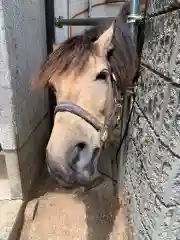 吉川八幡神社の動物