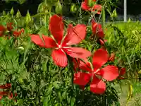 天満神社の自然