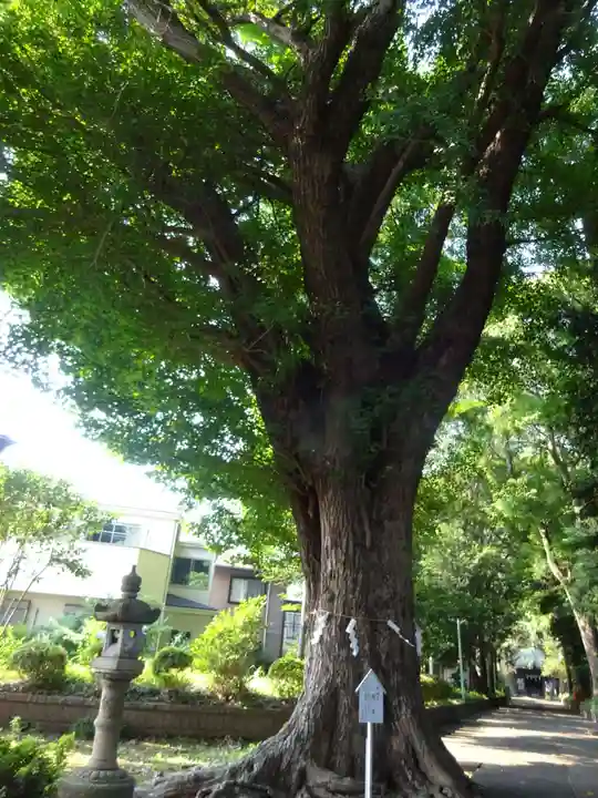 五社神社の自然