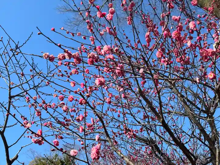 北野天満宮(京都府)