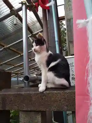 明竹稲荷宮　腰神不動神社の動物