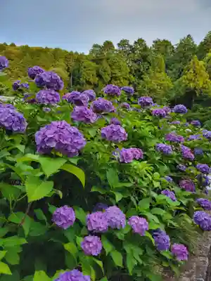 本光寺(愛知県)