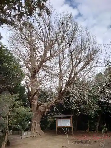 鎌数伊勢大神宮の自然