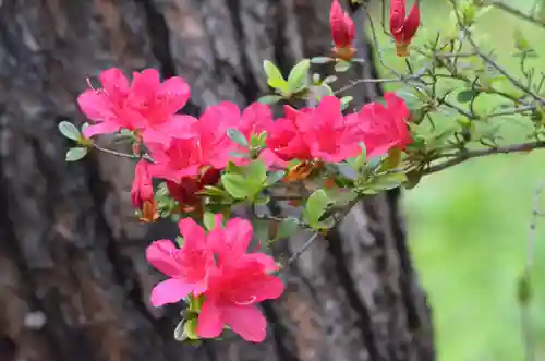 塩船観音寺の自然