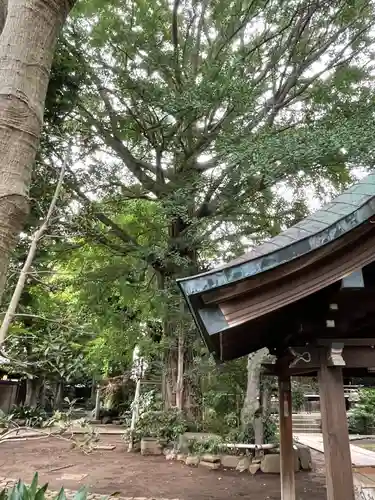 奥澤神社の自然