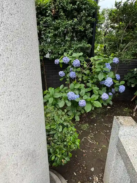神楽坂若宮八幡神社の自然