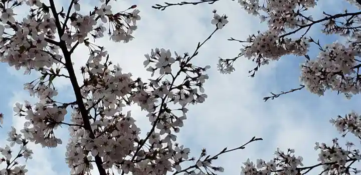 新倉富士浅間神社の自然