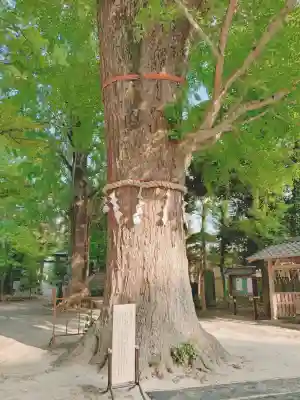 春日部八幡神社(埼玉県)