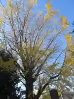 安國論寺(安国論寺)の自然