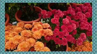 笠間稲荷神社(茨城県)