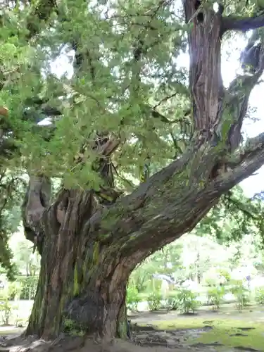 建長寺の自然