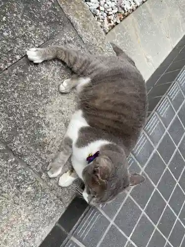 熊野神社の動物