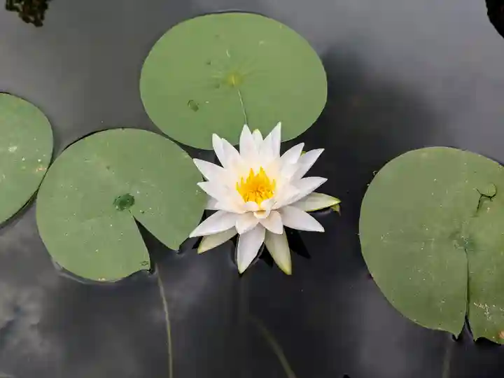 平安神宮(京都府)