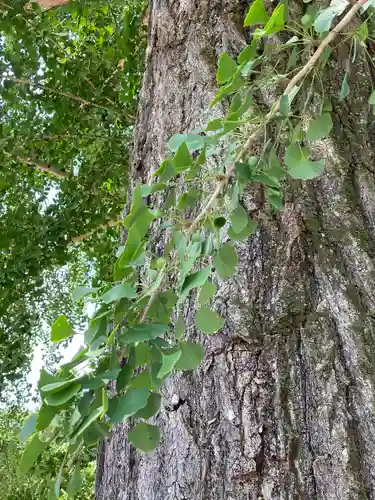 賀羅加波神社の自然