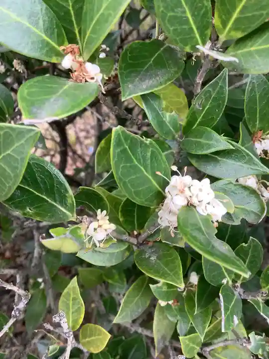 田縣神社の自然
