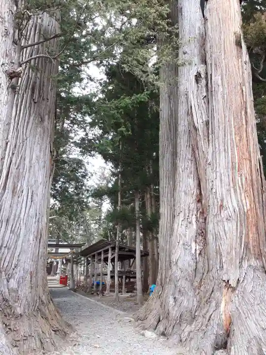 八坂神社の自然
