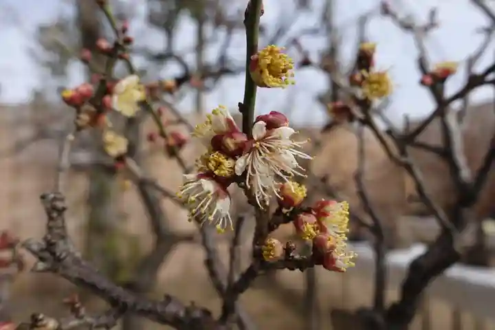 菅原天満宮(菅原神社)の自然