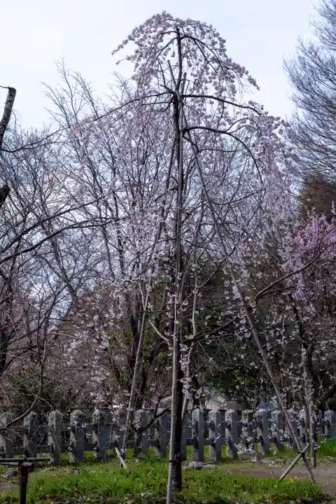 平野神社(京都府)