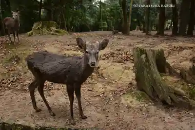 春日大社(奈良県)
