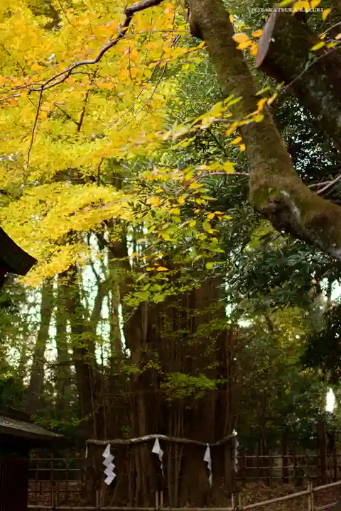大國魂神社の自然