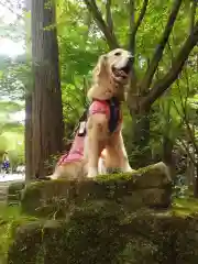 尊永寺の動物