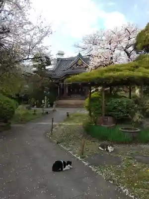 長照寺の動物