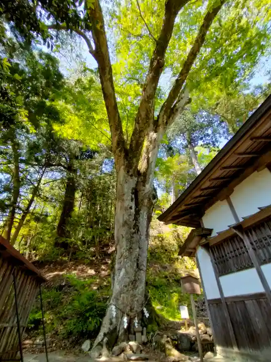 丹生川上神社(下社)(奈良県)