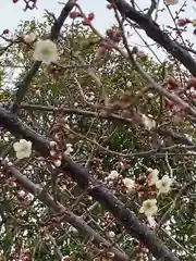 上里菅原神社の自然