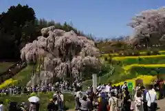 瀧桜神明宮(福島県)