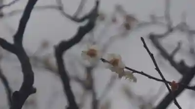 長岡天満宮(京都府)