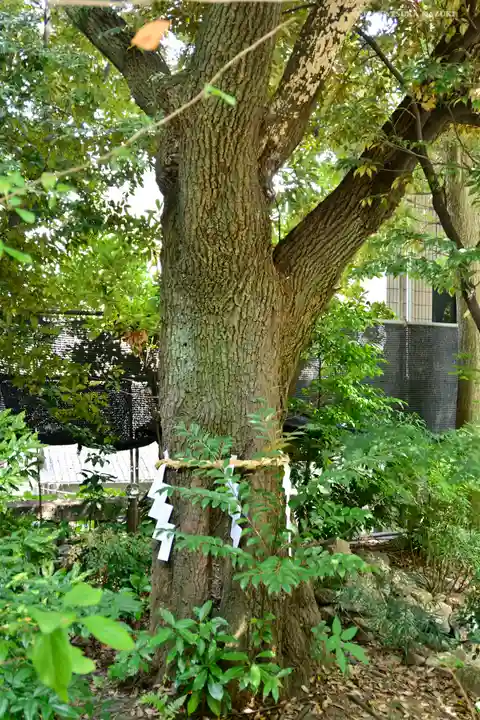 東京大神宮の自然