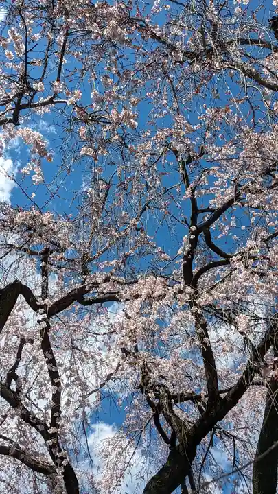本満寺(本願満足寺)(京都府)