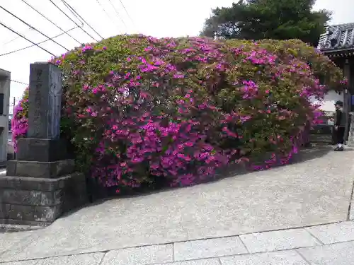 安養院　(田代寺）の自然