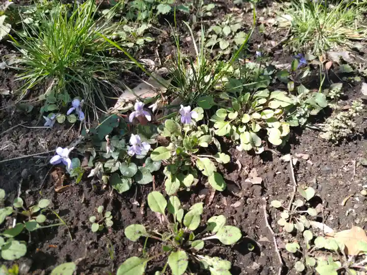 熊野神社の自然