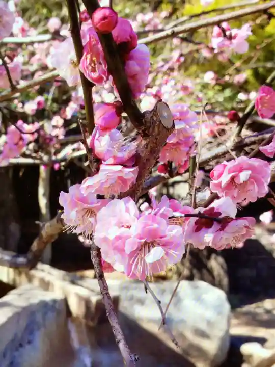 妙法寺(東京都)