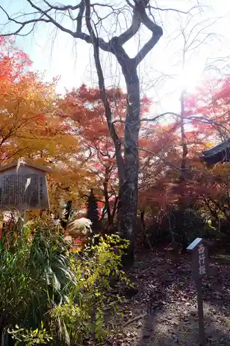 勝持寺（花の寺）(京都府)
