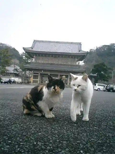光明寺の動物