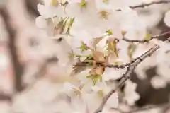 金王八幡宮の自然