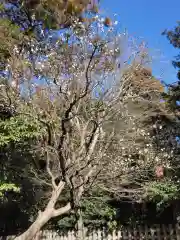 鶴岡八幡宮(神奈川県)